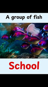 Follow @lingopulse1 ♥️ For More Interesting English Lessons Daily ✅ #EnglishSpeaking #EnglishVocabulary #EnglishLearning | The teaching corner