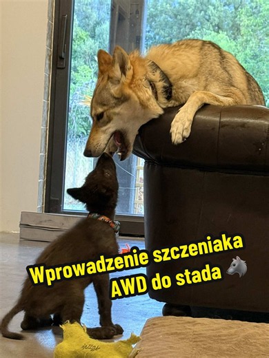 Jak wyglądało u nas wprowadzenie szczeniaka AWD do stada?🐾🐺 #wilczakamerykański #wolfdog #wolfdogeducation #doginfluencer #wolfdoglife North American Indian Dog 🐺 North AID 🐺 American Wolfdog 🐺 Wilcza hybryda 🐺 Życie z Wolfdogiem Amerykańskim 🐺