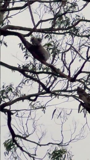 cute koala eating leaves 🇦🇺🥰🐨