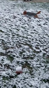 KNITTING PATTERN Dog Sweater*winter Dog Sweater*sweater for Dog*warm and Stylish*easy-to-follow - Etsy