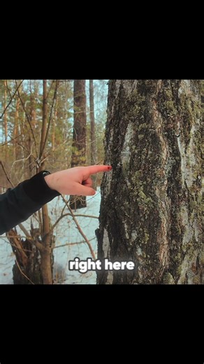 Why did I Drill that tree in Siberia