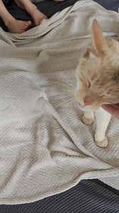 18K views · 1K reactions | Magnifique touffu | Pour le plaisir de créer avec mes chats | Facebook
