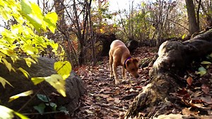 94 reactions · 3 comments | When, like a treat hidden in the leaves, you find a little something special you didn't know you were looking for. | Nuzzle | Facebook