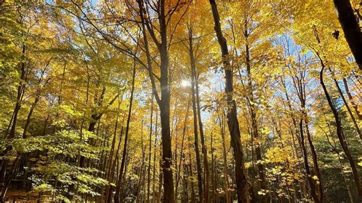Ohio's fall foliage nears peak with vibrant colors across the state