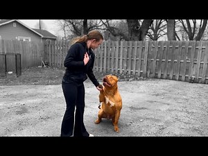 XL AMERICAN BULLY / The untold story #xlamericanbully #xlbullytraining #xlbully