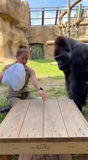This Gorilla’s Magic Trick Will Blow Your Mind 😲🦍