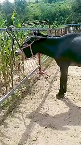 Funniest Donkey Ever! Donkey Training the fun way! 2224 | Donkey Lover