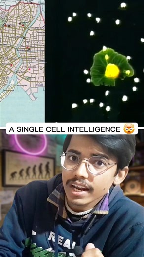 A single cell intelligence
