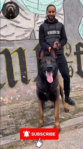 Giant Dog Transformations 🐾💥 | Shocking Puppy Glow Ups #Shorts #MegaMutts