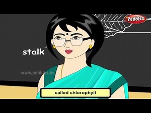 Science For Class 3 : Plant Life | Science Videos For Kids | Science Projects