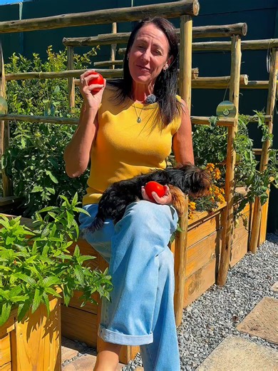 Lessons in Success from Growing Tomatoes