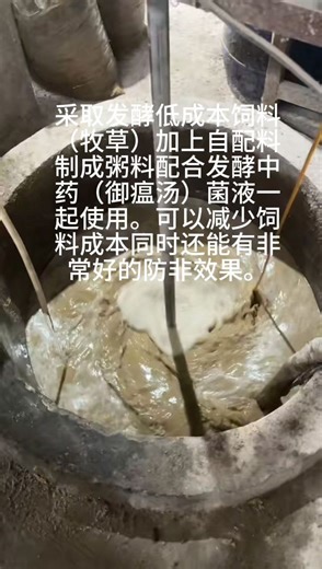 发酵中药菌液与牧草制成粥料饲养高品质猪，防“非”省料