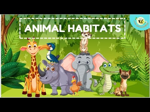 Where Do Animals Live? | Animal Habitats for Kids | Learn About Forest, Ocean, Desert & More!