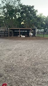 70K views · 187 reactions | Get Ready For 2026 Book Now AnimalEDventures.com Save 15% with promo code HAPPY15 Expires tonight | Animal EDventure Park & Safari | Facebook