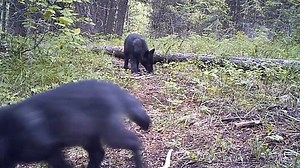 Did you know that it costs only $12 to kill a wolf in Montana? In Montana a single hunter can kill up to 20 wolves. Residents pay only $12 for a wolf-hunting license. These beloved icons of the wild deserve better than that. That's why we're in court — to bring them the justice of the Endangered Species Act. We've been on the front lines to save wolves for decades — and we'll keep fighting. Please consider donating to help sustain our work to protect America's gray wolves ➡️ https://biodiv.us/3U