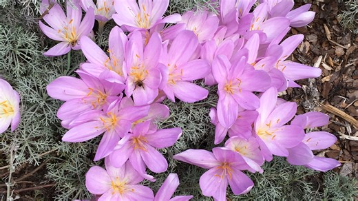 Here are 3 flowers you should plant that bloom in the fall