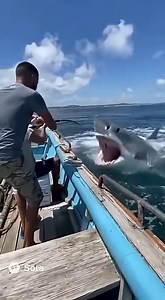 44K views · 197 reactions | Shark Attacks Small Fishing Boat!﫥 | Hoodfishing_entertainment | Facebook