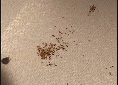 How Big Are Bed Bugs? Size of Bites, Eggs, Nymphs