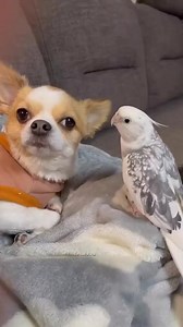 25K views · 347 reactions | Parrot singing the song for his friend ❤️列#parrotsofinstagram #birdwatching #birdlife #birdphotography #birdsofinstagram #birdphotography #birdphoto #birdlovers #fbreels #fbreelsvideo | Birds lover | Facebook