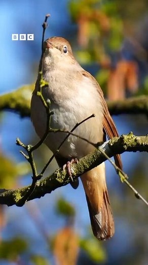 BBC Springwatch on Instagram: "🔊 Sound ON for this! 🎶🐦😍 The incredible song of the nightingale! There really is nothing better! 🥹 Nightingales arrive to the UK around April time and will sing their beautiful songs throughout May and early June. They don’t stay with us here in the UK for very long as will leave for their wintering grounds in Africa in July and August! They are more often heard rather than seen as they like to stay well hidden in thick undergrowth and woodland and they build