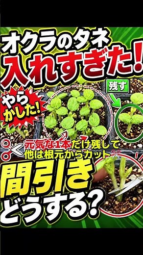 【初心者9割がミス】オクラ入れすぎた…間引きしないと全滅します