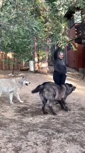 8.4K views · 176 reactions | Cute ❤ #wolves #wolfpack #wolves #wolf #wolvesofinstagram #fbreelsfypシ゚viral #reelsvideo #reelsfb #fypシ゚ #virals | We Love Wolves | Facebook