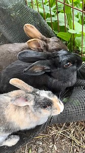 71 reactions | One bunny is already perfection - but how about a dozen? We adopt out cohesive groups of 2+ buns for both indoor living, and carefully-planned outdoor living. Thinking about about adding more buns to your life? Adopt a bonded pair (or trio), or find your bunny a friend through our speed dating program - Rabbitats.org/adopt + Learn more about safe housing for backyard bunnies - Rabbitats.org/BackyardBunnies | Rabbitats | Facebook