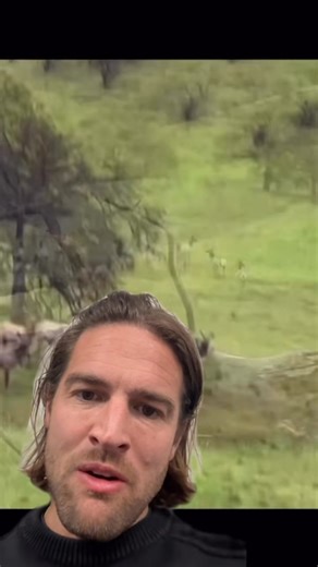 Elk herd with elk with genetic mutation #wildlife # #elkherd #elk #hunting #deer | Creature Curator