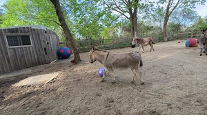 25K views · 4.1K reactions | O my Donkeys gone wild... | Down to Earth Animal Rescue and Sanctuary | Facebook