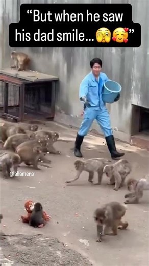 Punch wait forhis hero #punch #monkey #japan #punchmonkey #punchi #hangintherepunch #babymonkey #fyp