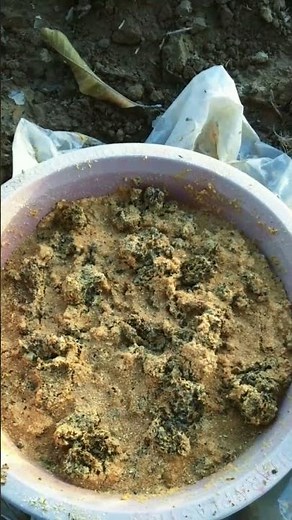 how to grow maggots for chicken feed [1st part] #maggots #larva #chickenfeed