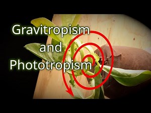 Pushing Tropism to the Limit with a Spinning Plant - Gravitropism and Phototropism