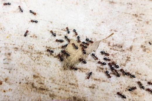 How to Get Rid of Ants in Your House and Yard