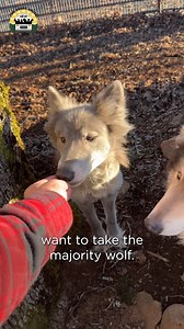 Detailed updates on the incredible wolf hybrids. I answer all your questions and lay out our plans for their environment and their future at the sanctuary ❤️ | The Asher House