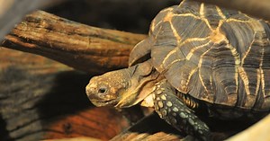 Burmese Star Tortoise (Geochelone Playtona) - All Turtles
