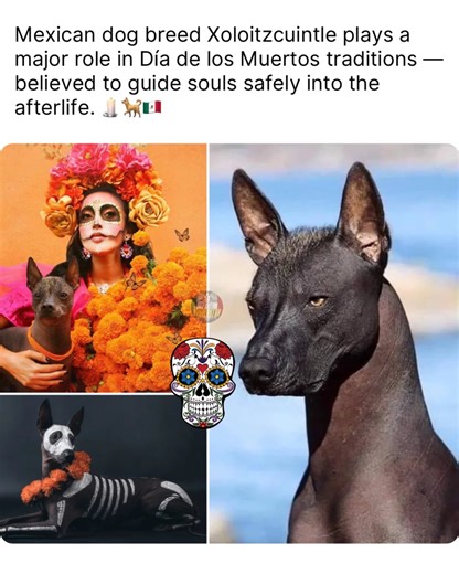 5.3K views · 163 reactions | The #Xoloitzcuintli, often called the...
