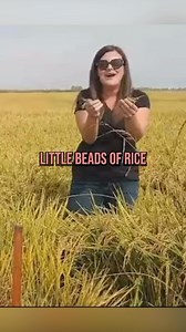 75 reactions · 7 comments | Learning about Rice farming and harvest in California! #rice #california #farm #brownrice #whiterice @ricefarmingtv | Farm Babe | Facebook