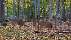 Annual deer culls, hunts in metro Detroit could start next year in Farmington Hills