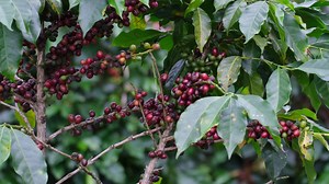 Download Coffee bushes ripen in the mountains of Thailand ready to be harvested with green and red coffee cherries. Arabica coffee beans ripening on tree in in organic coffee plantation. for free