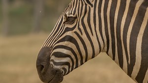Up Close with a Wild Zebra