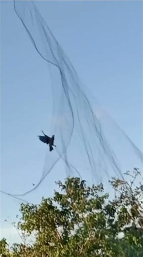 #quailhunting #birds #birdcall #birdsound #birdsong #animals #1millionviews