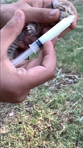 Feeding & Caring for a Newborn Kitten | Step-by-Step Guide 🐱 #cat #petcareprovider #kitten #petme