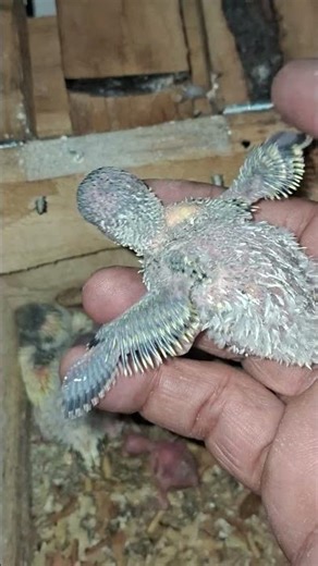 As cores aos poucos começam a surgir na plumagem dos Periquitos Australianos.