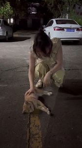 Cat Rests on the Ground