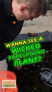 1.9K views · 25 reactions | Wicked Foreground Aquarium Plant -...