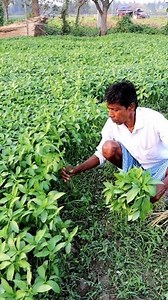 148K views · 638 reactions | Jute Harvesting for Leafy Vegetable: Hi...