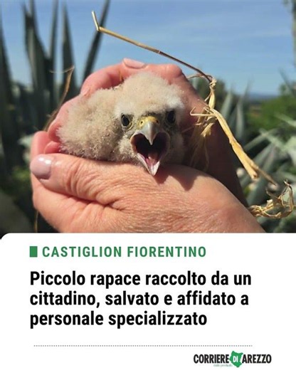 Piccolo rapace raccolto da un cittadino, salvato e affidato a personale specializzato