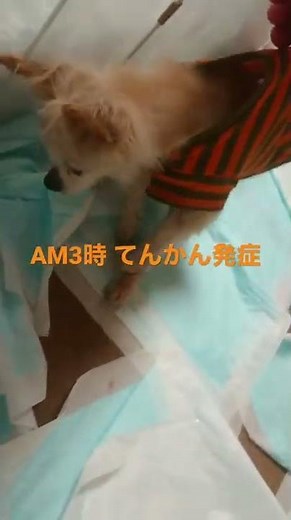 チワワ 脳腫瘍 てんかん