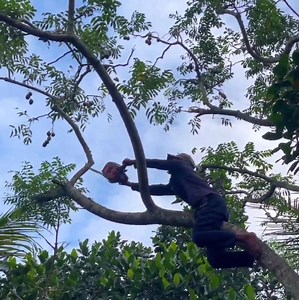 385K views · 4.3K reactions | A brave man and best skill cutting tree whi,ch stand near the home | Dara-W | Facebook