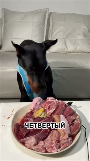 Доберман: Опасная собака или лучший друг? Вся правда о породе, которую вы не знали